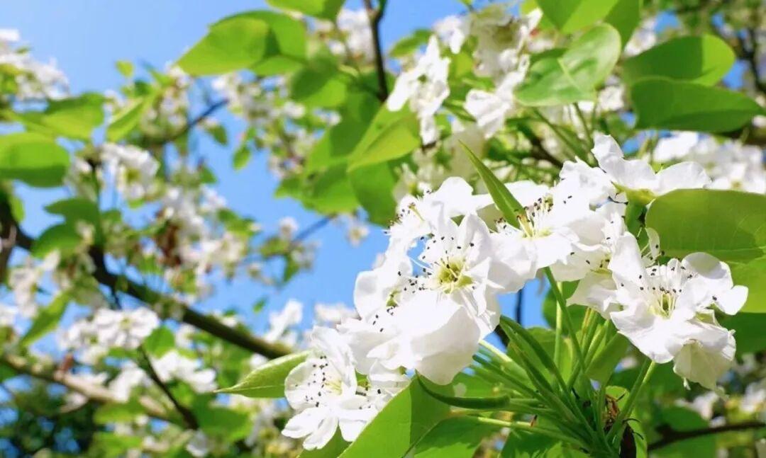 粉的、黄的、白的绽放！福州多地花开