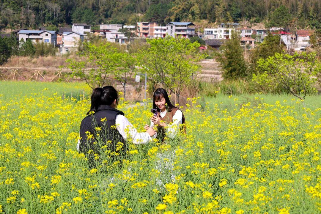 粉的、黄的、白的绽放！福州多地花开