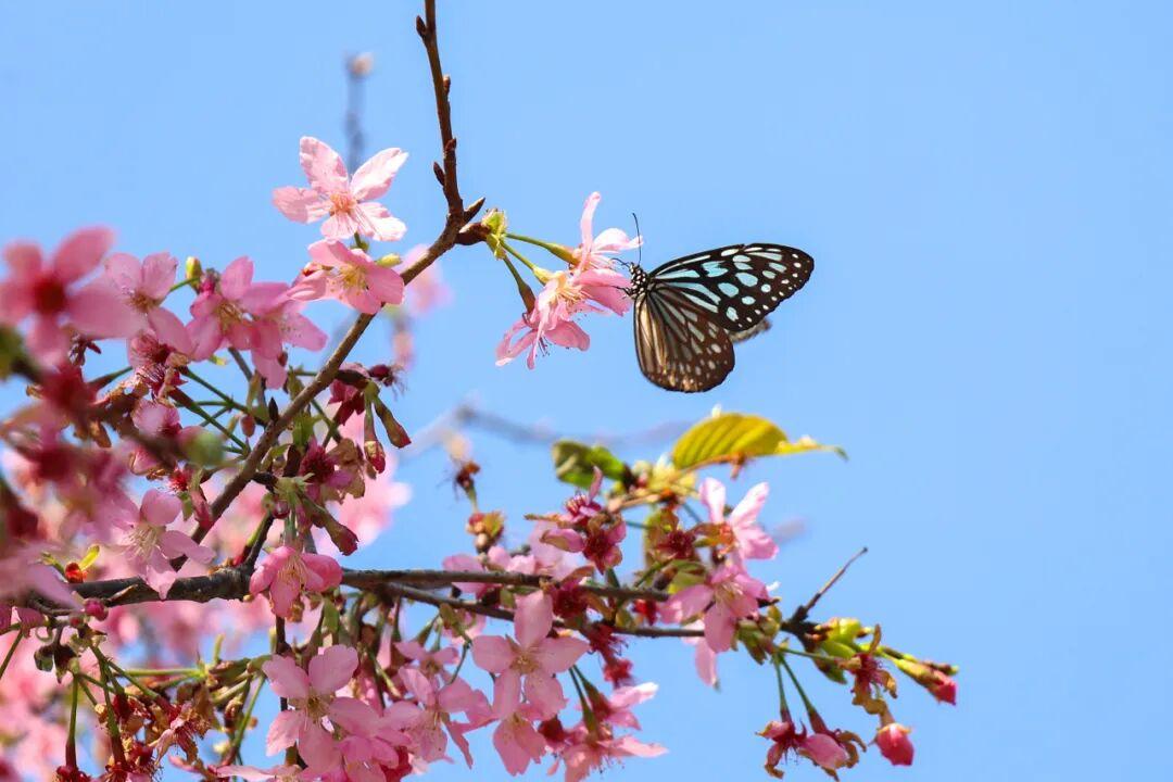 粉的、黄的、白的绽放！福州多地花开