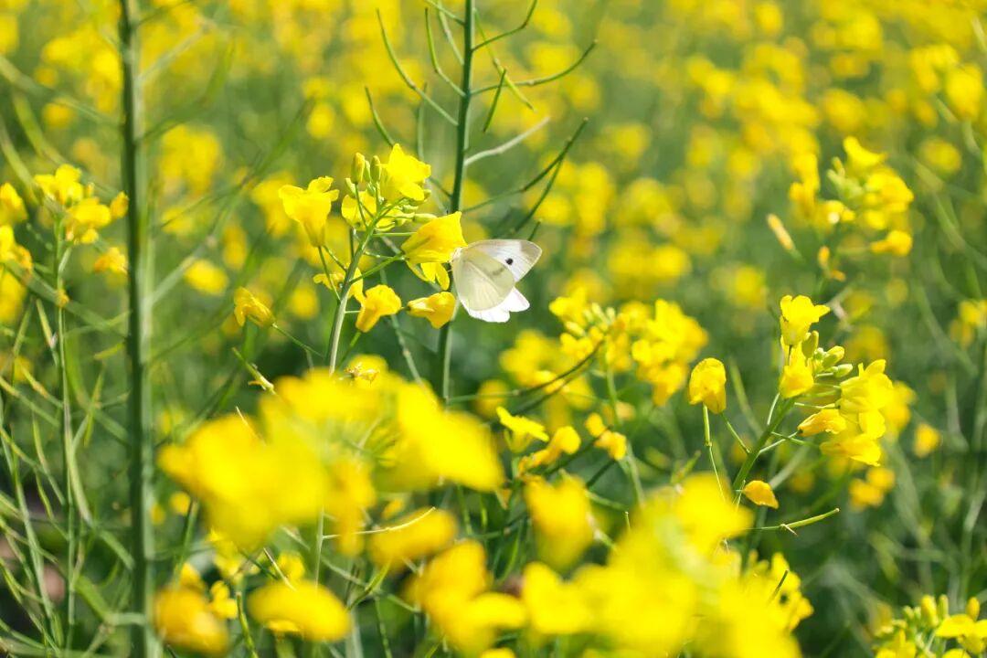 粉的、黄的、白的绽放！福州多地花开