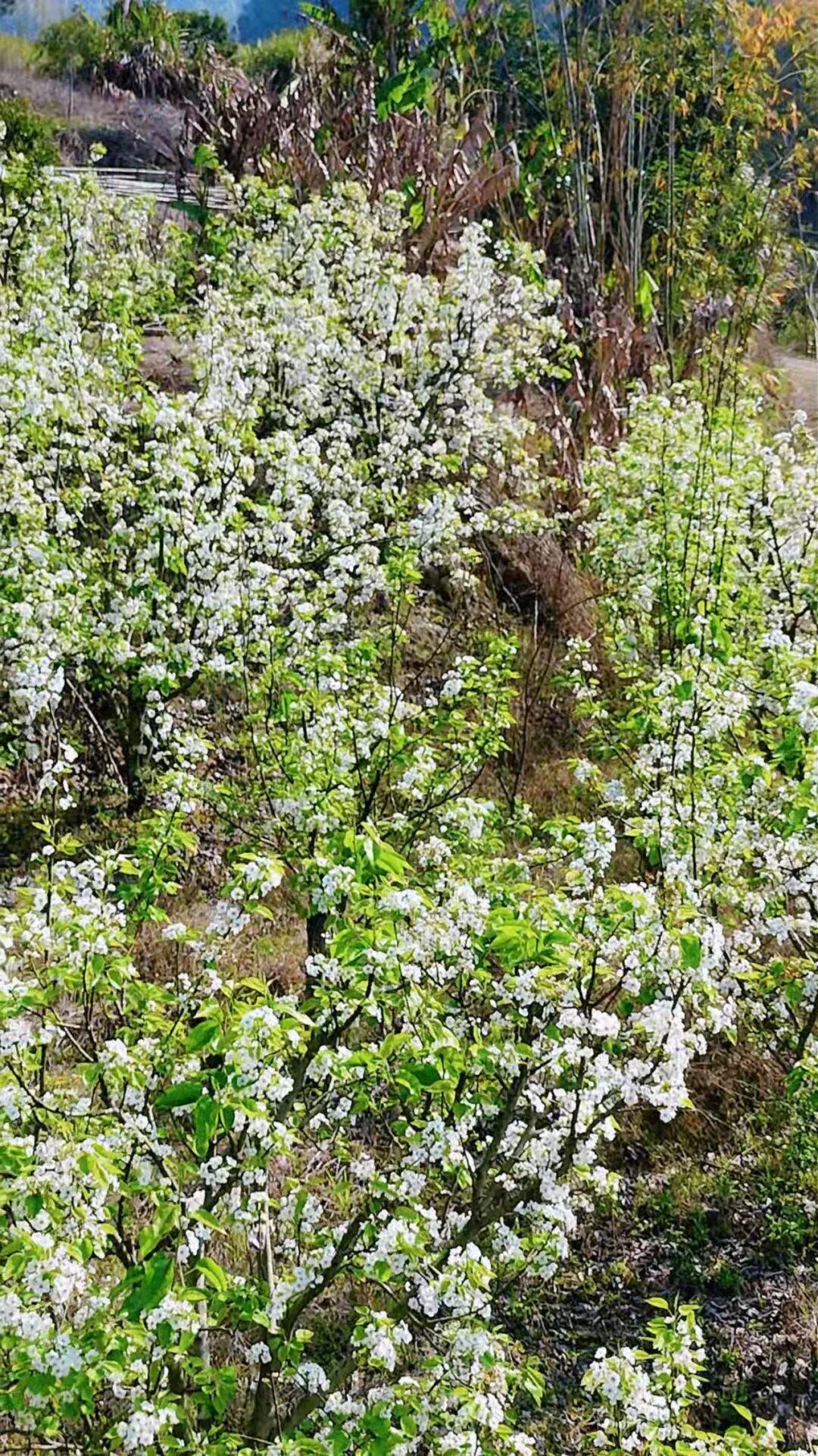 粉的、黄的、白的绽放！福州多地花开