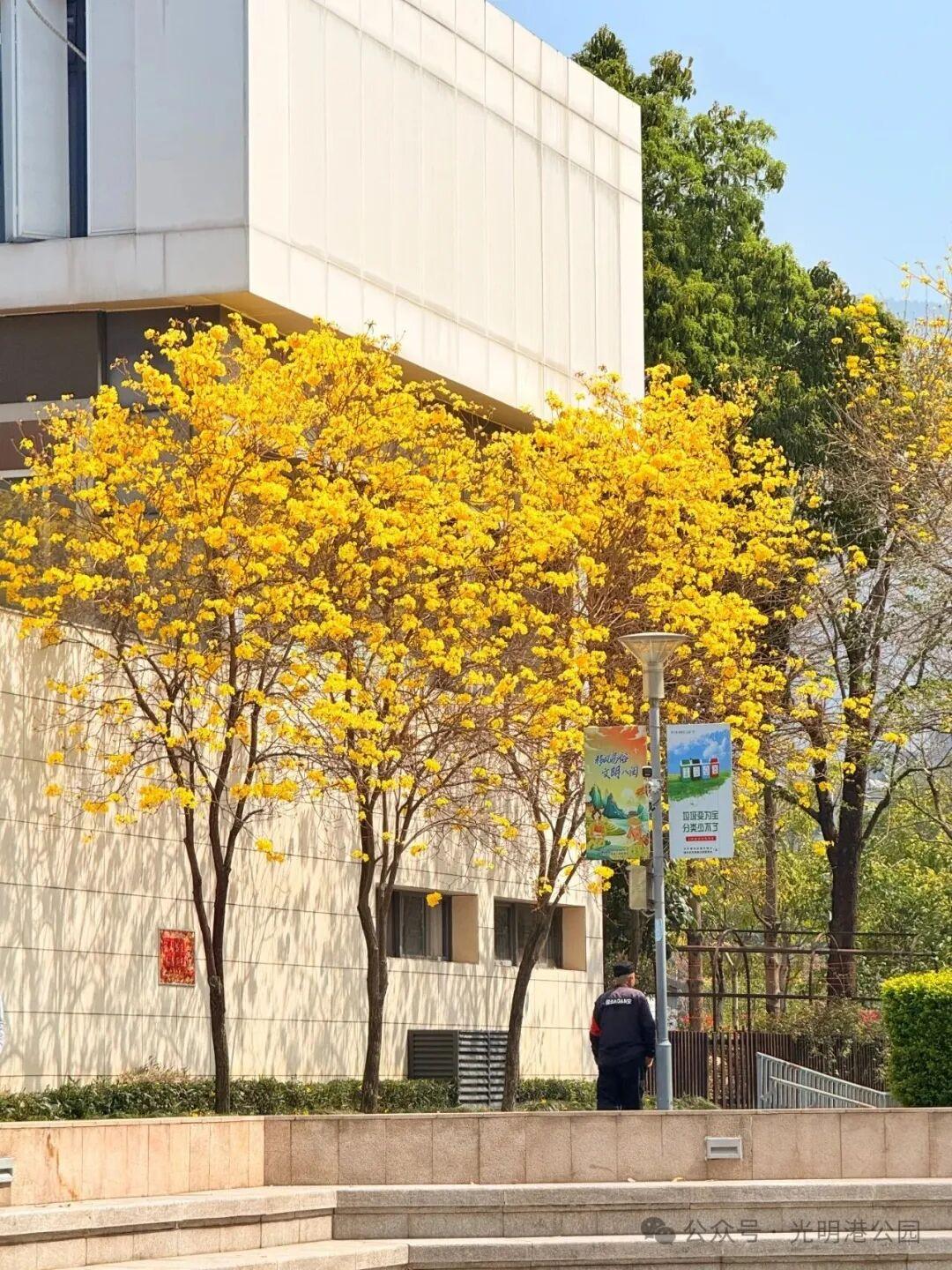 粉的、黄的、白的绽放！福州多地花开