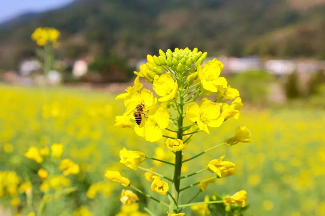 粉的、黄的、白的绽放！福州多地花开