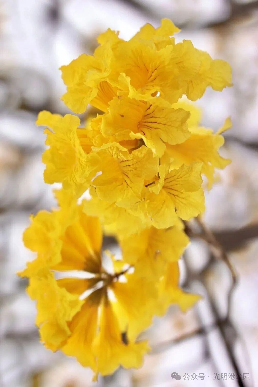 粉的、黄的、白的绽放！福州多地花开