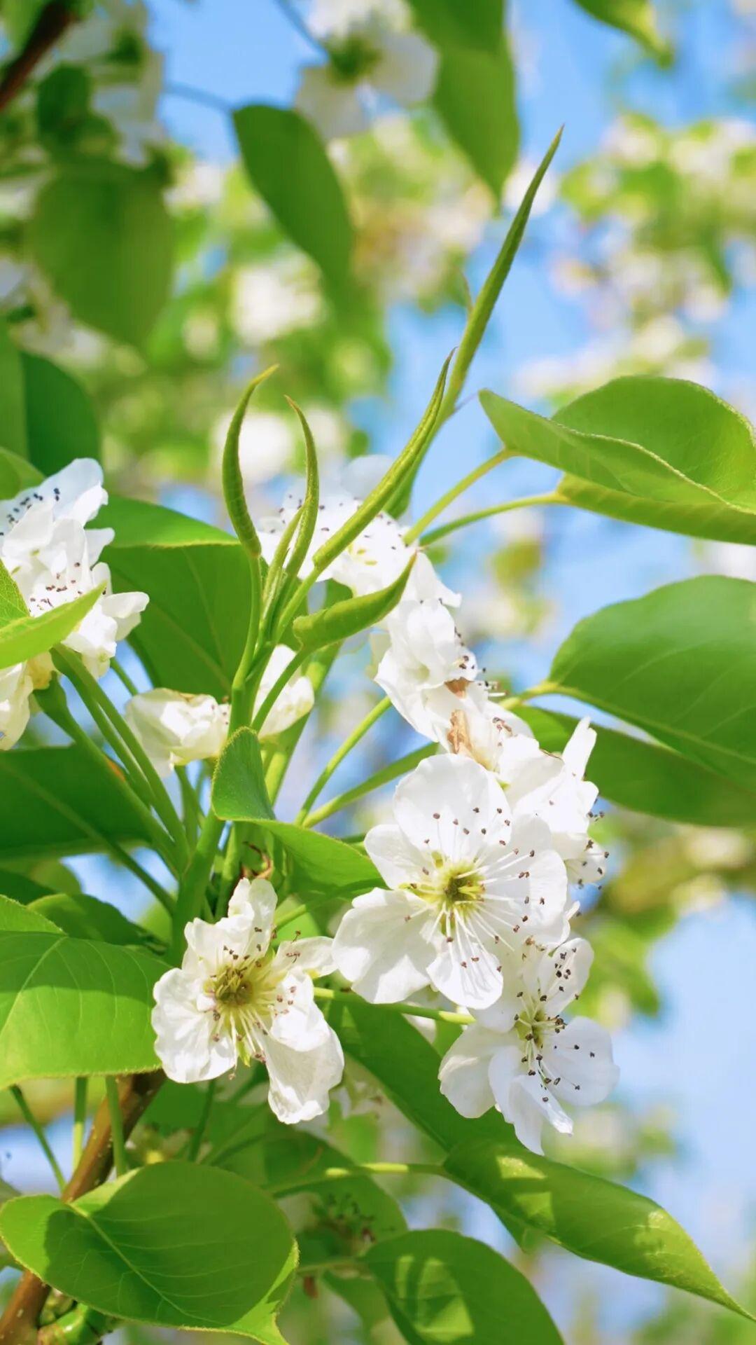 粉的、黄的、白的绽放！福州多地花开