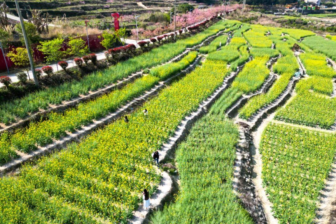 粉的、黄的、白的绽放！福州多地花开