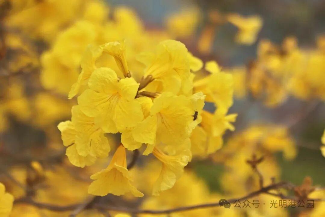 粉的、黄的、白的绽放！福州多地花开