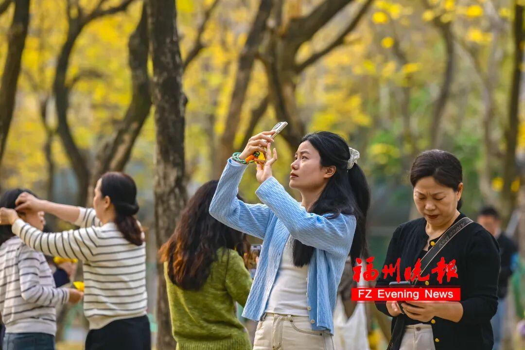 福州黄花风铃木公园，太美了！免费开放，很多人赶去打卡