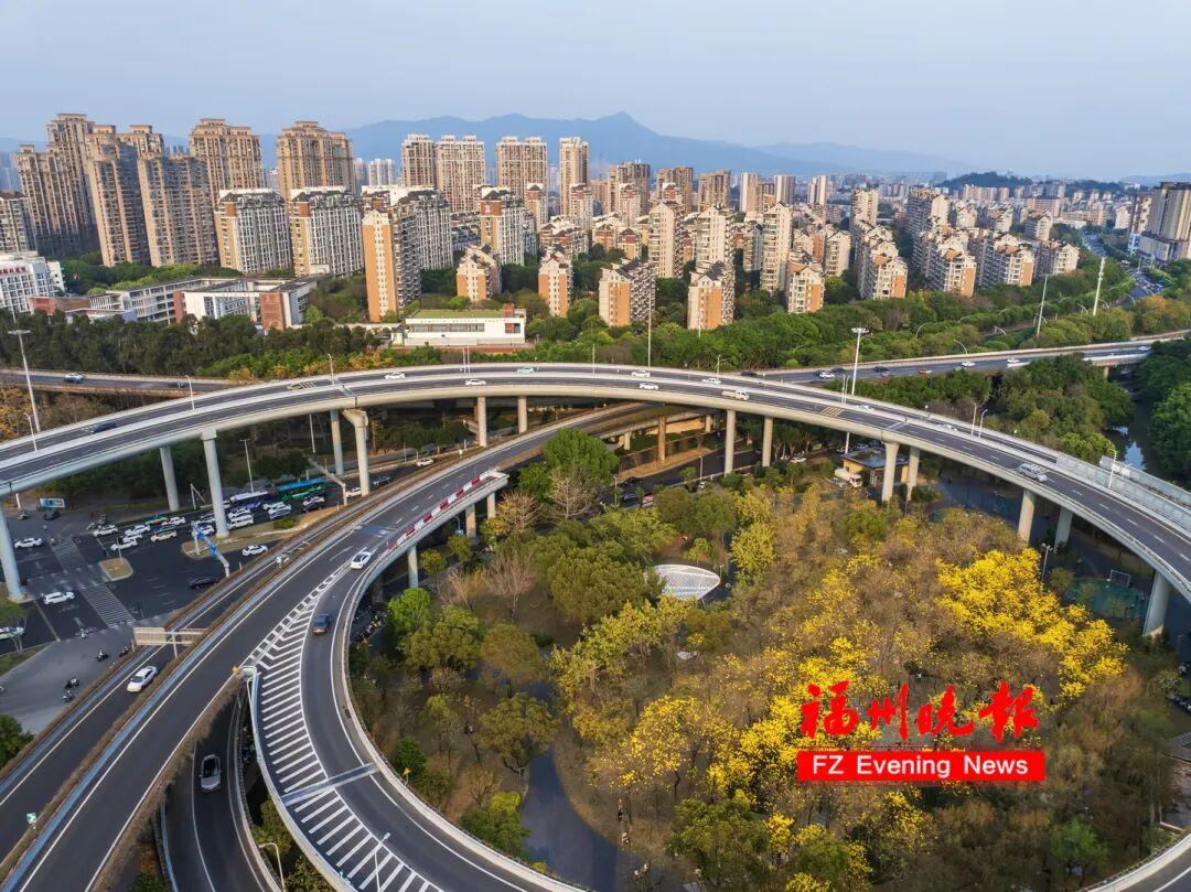 福州黄花风铃木公园，太美了！免费开放，很多人赶去打卡