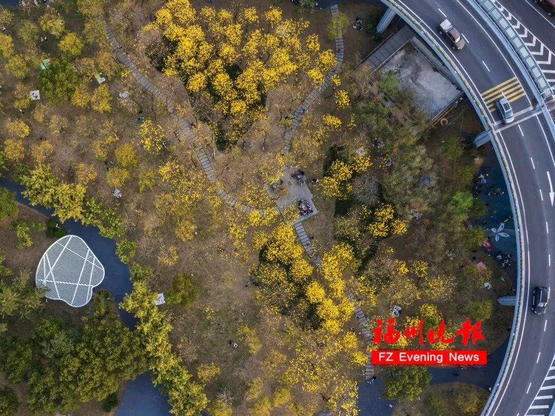 福州黄花风铃木公园，太美了！免费开放，很多人赶去打卡
