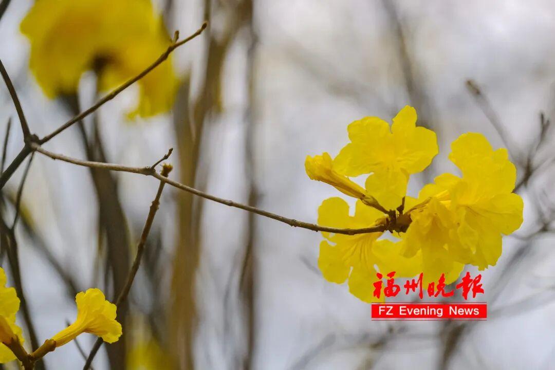 福州黄花风铃木公园，太美了！免费开放，很多人赶去打卡