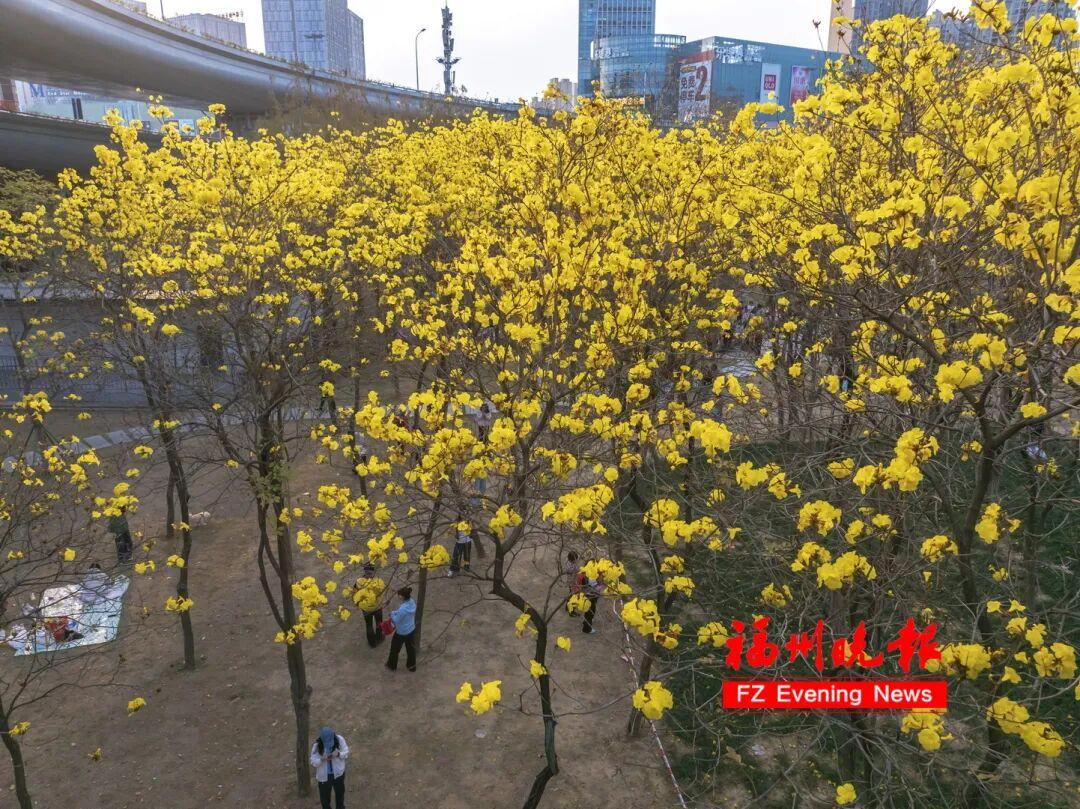 福州黄花风铃木公园，太美了！免费开放，很多人赶去打卡