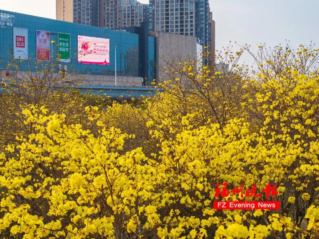 福州黄花风铃木公园，太美了！免费开放，很多人赶去打卡