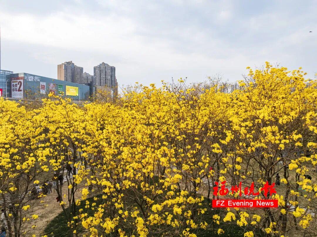 福州黄花风铃木公园，太美了！免费开放，很多人赶去打卡