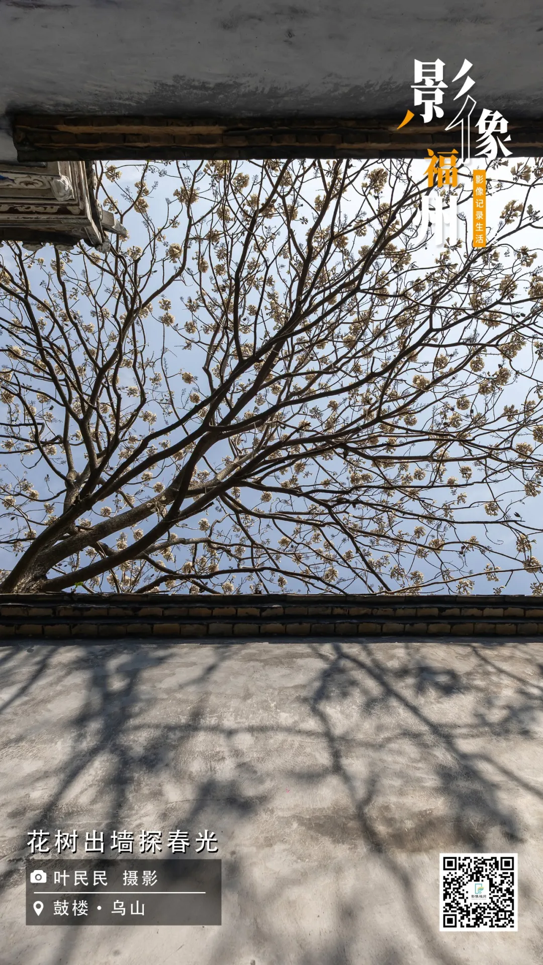 影像福州丨花树出墙探春光