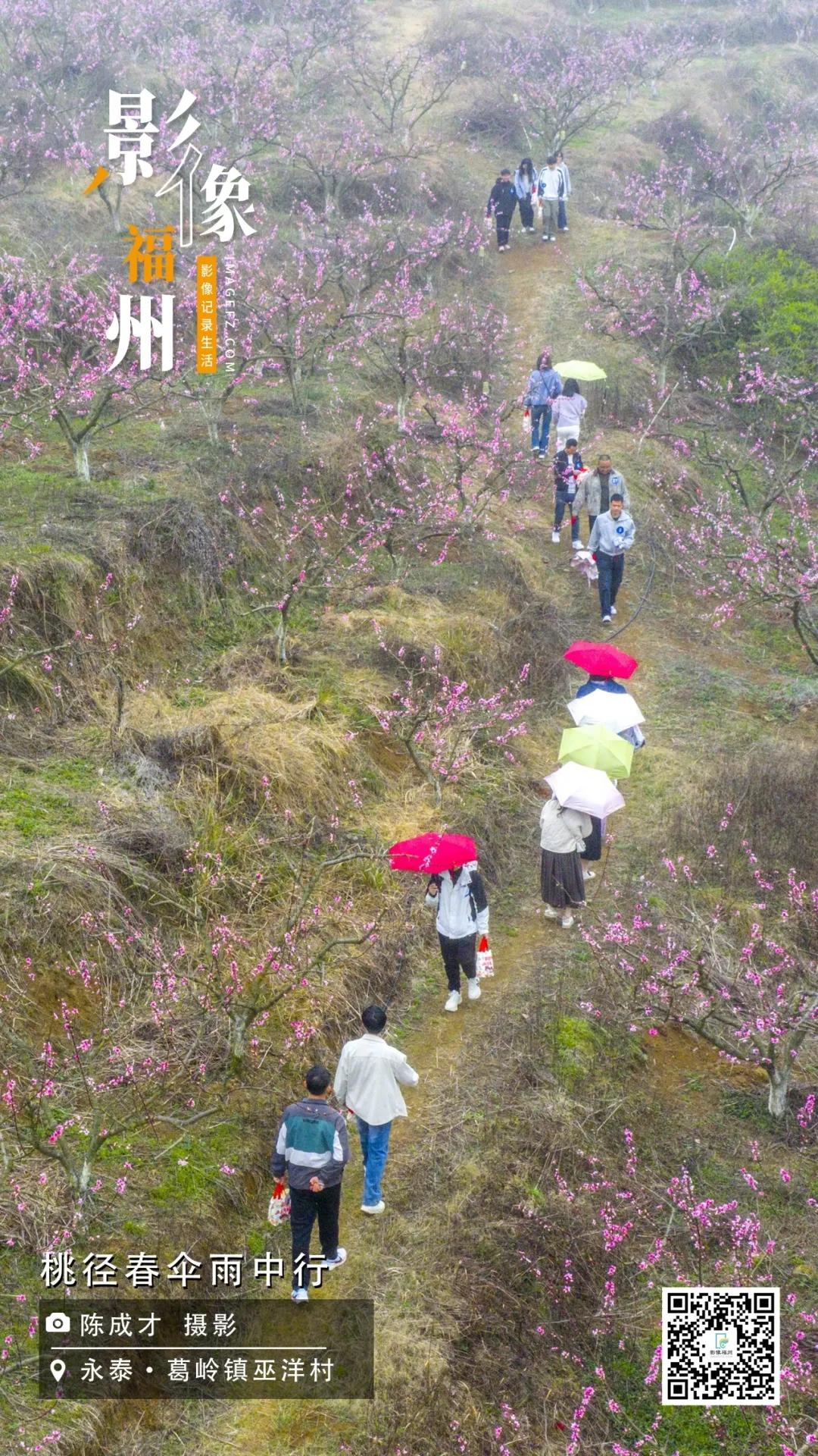 影像福州丨桃径春伞雨中行
