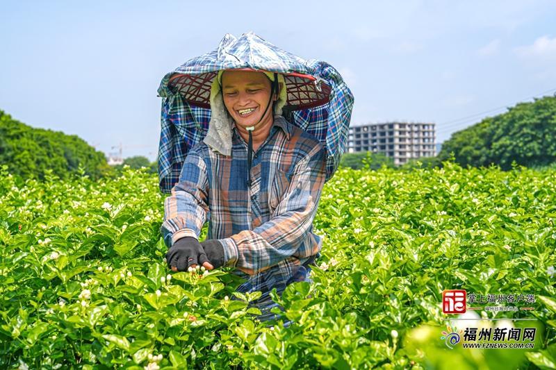 山海来讯｜真金白银投向哪？解码福州特色现代农业发展“新十条”