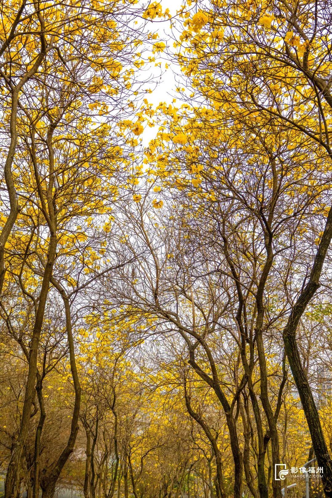 满树金黄！福州这座网红公园火了！