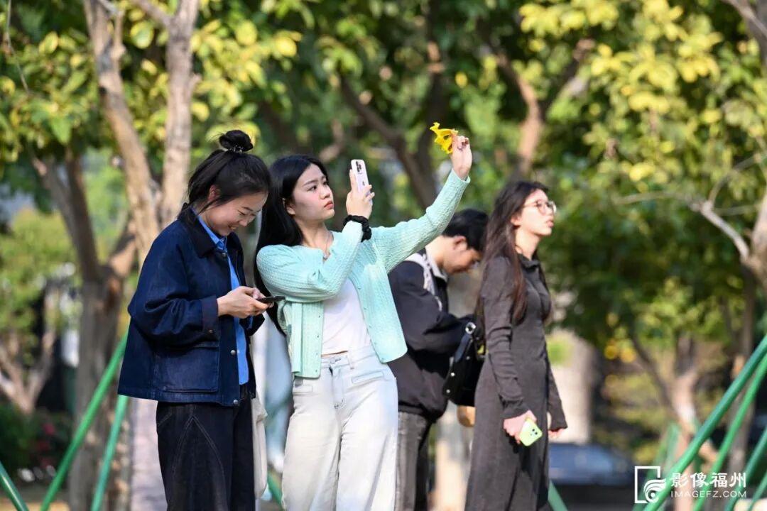 满树金黄！福州这座网红公园火了！