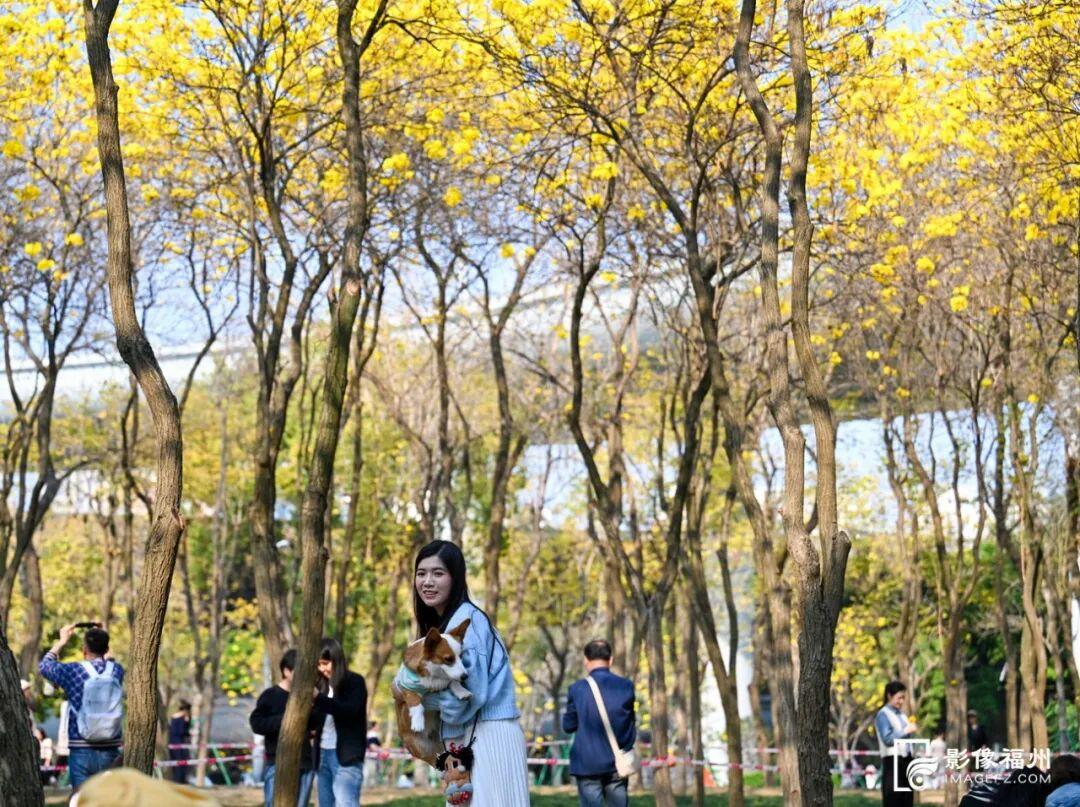 满树金黄！福州这座网红公园火了！