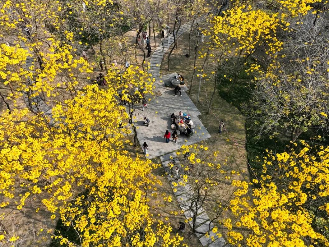 满树金黄！福州这座网红公园火了！