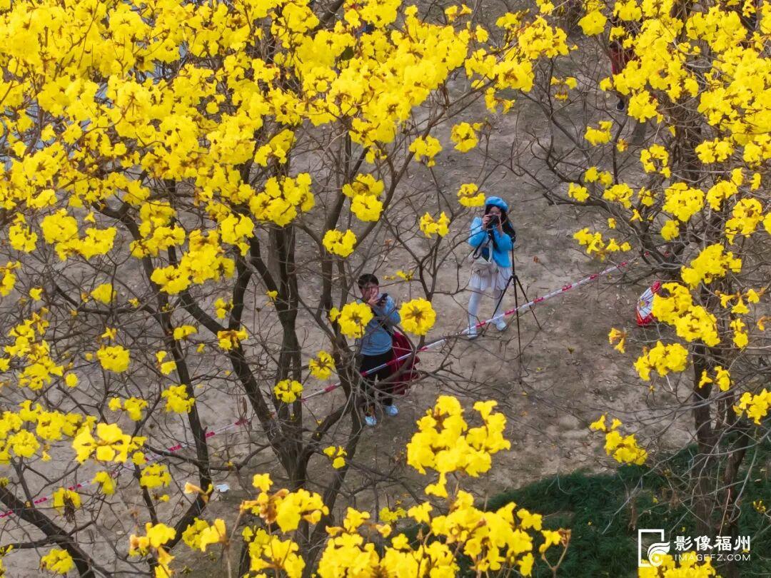 满树金黄！福州这座网红公园火了！