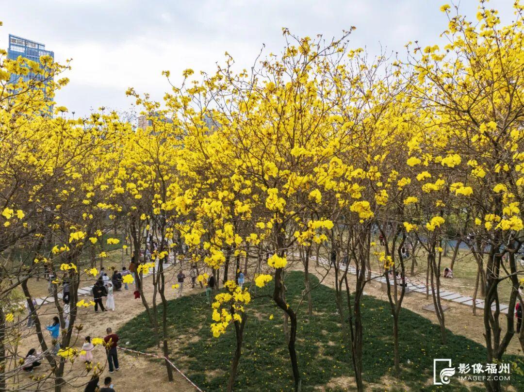 满树金黄！福州这座网红公园火了！