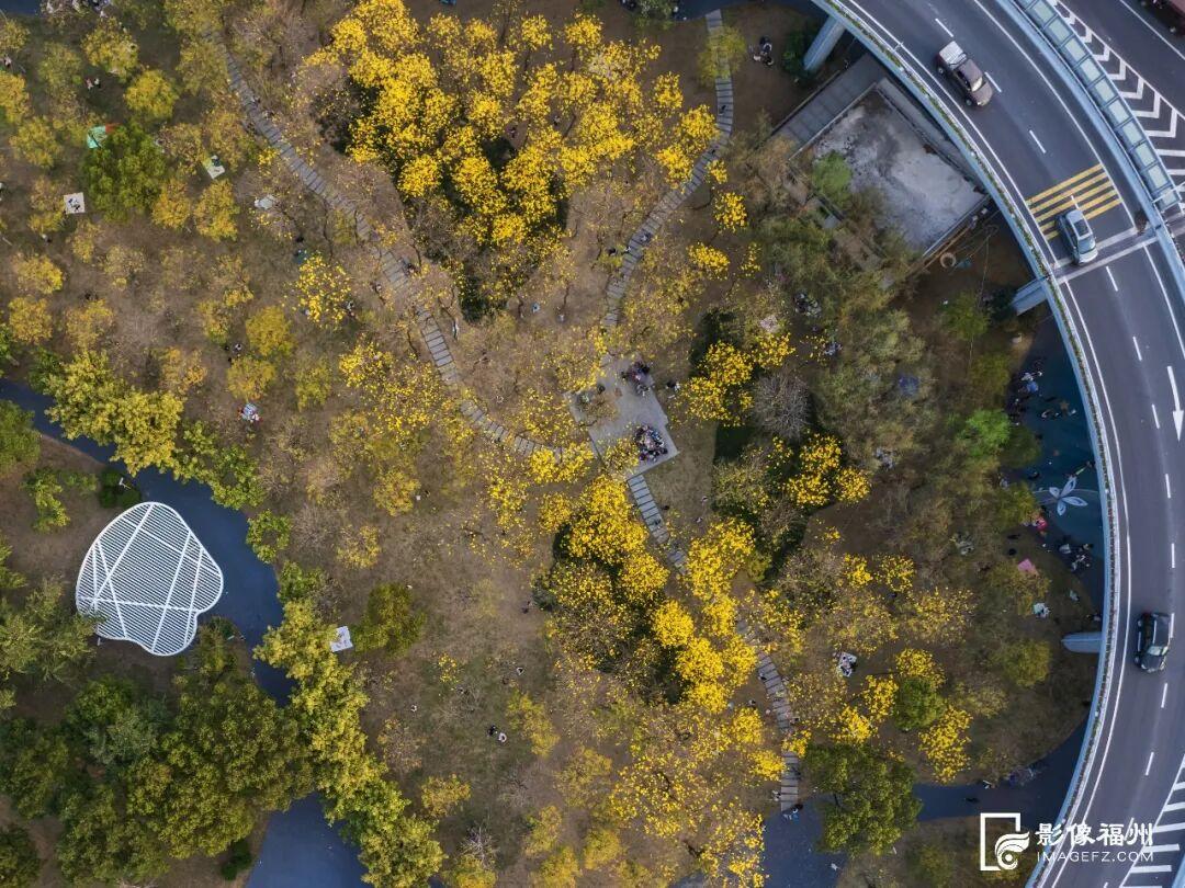 满树金黄！福州这座网红公园火了！