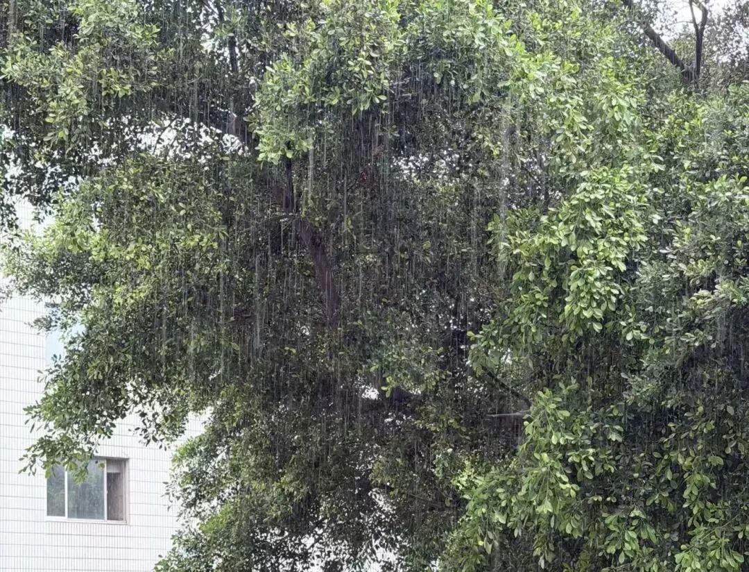 暴雨、强对流!最新预警发布!福建气温“过山车”…… 暴雨、强对流!最新预警发布!福建气温“过山车”……