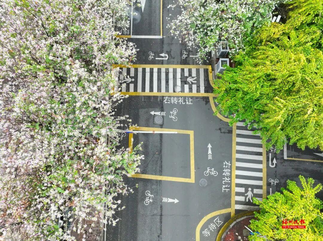 美美美！福州这些地方羊蹄甲开了！快去打卡