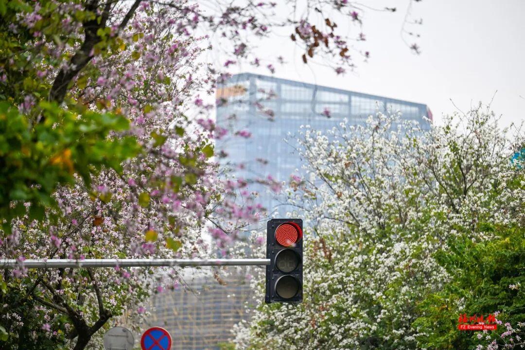 美美美！福州这些地方羊蹄甲开了！快去打卡