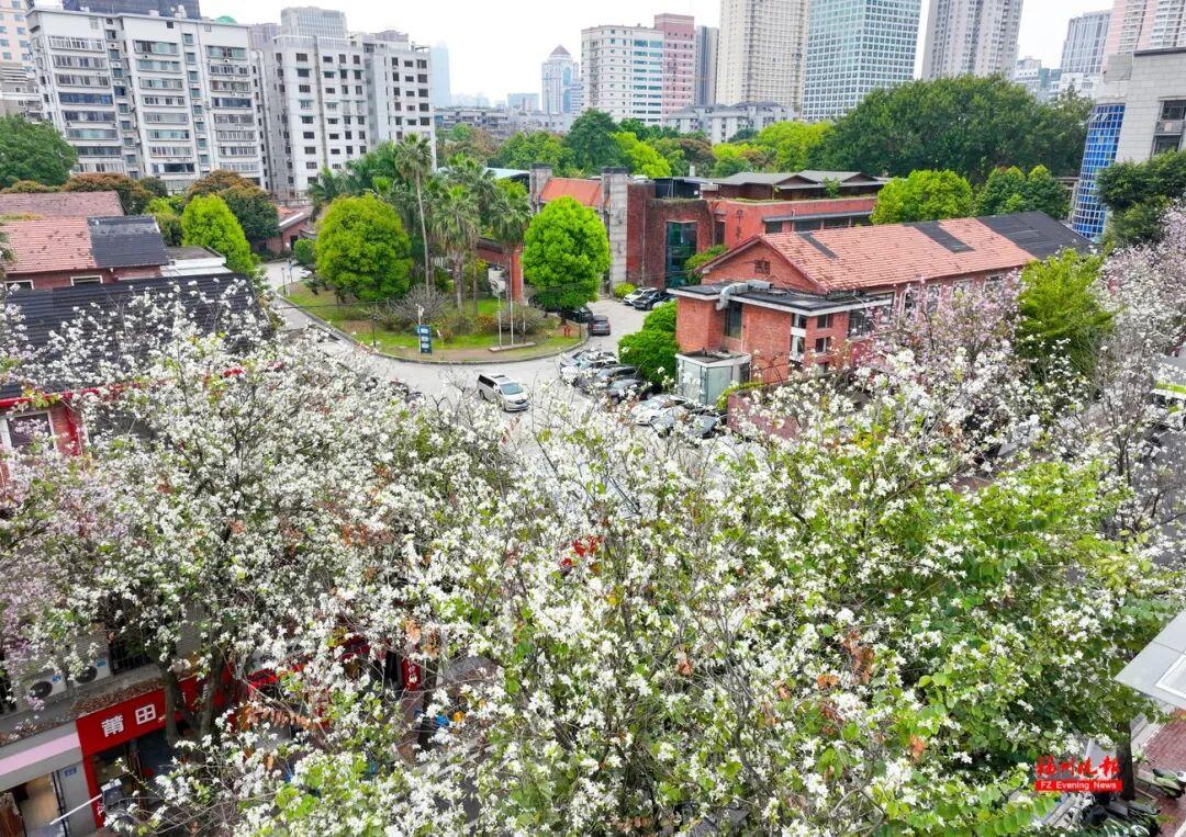 美美美！福州这些地方羊蹄甲开了！快去打卡