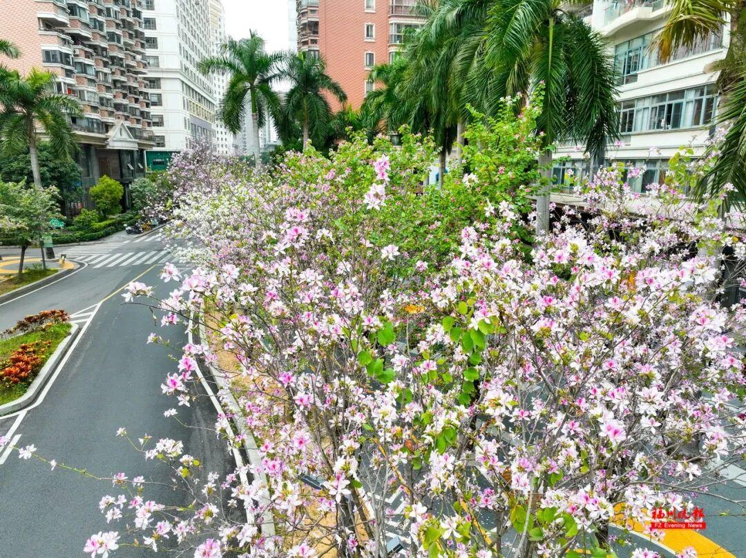 美美美！福州这些地方羊蹄甲开了！快去打卡