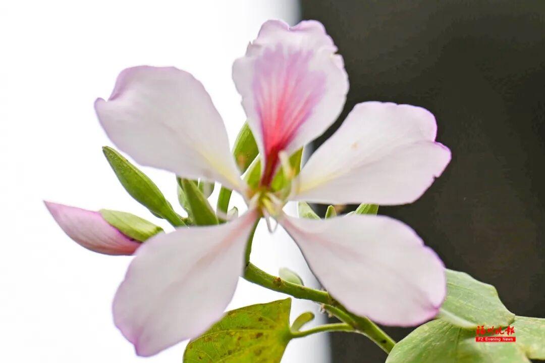 美美美！福州这些地方羊蹄甲开了！快去打卡