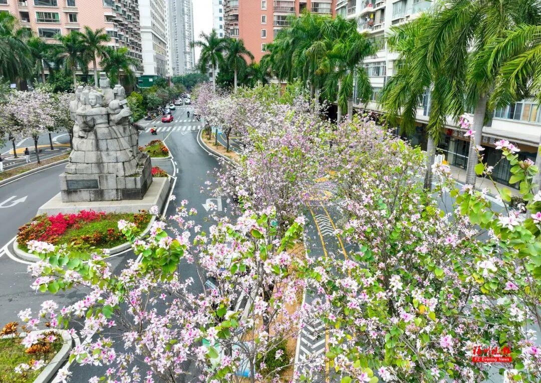 美美美！福州这些地方羊蹄甲开了！快去打卡