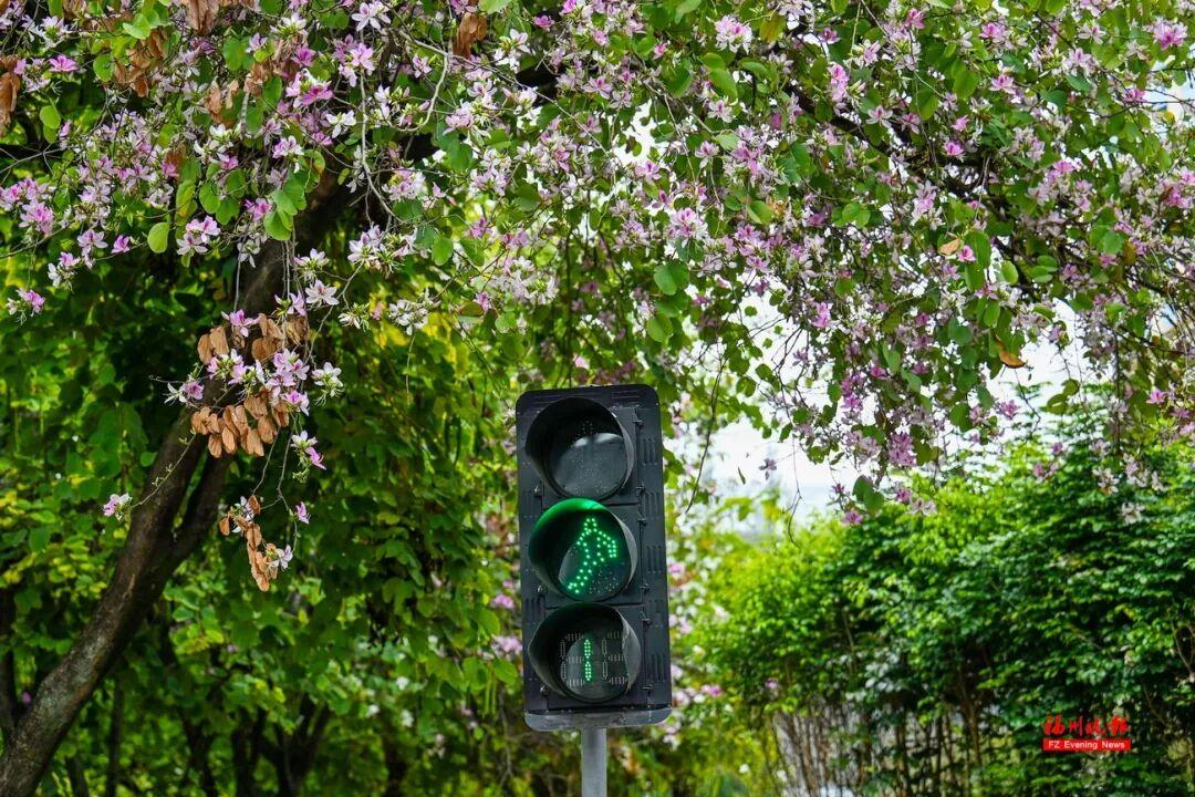 美美美！福州这些地方羊蹄甲开了！快去打卡