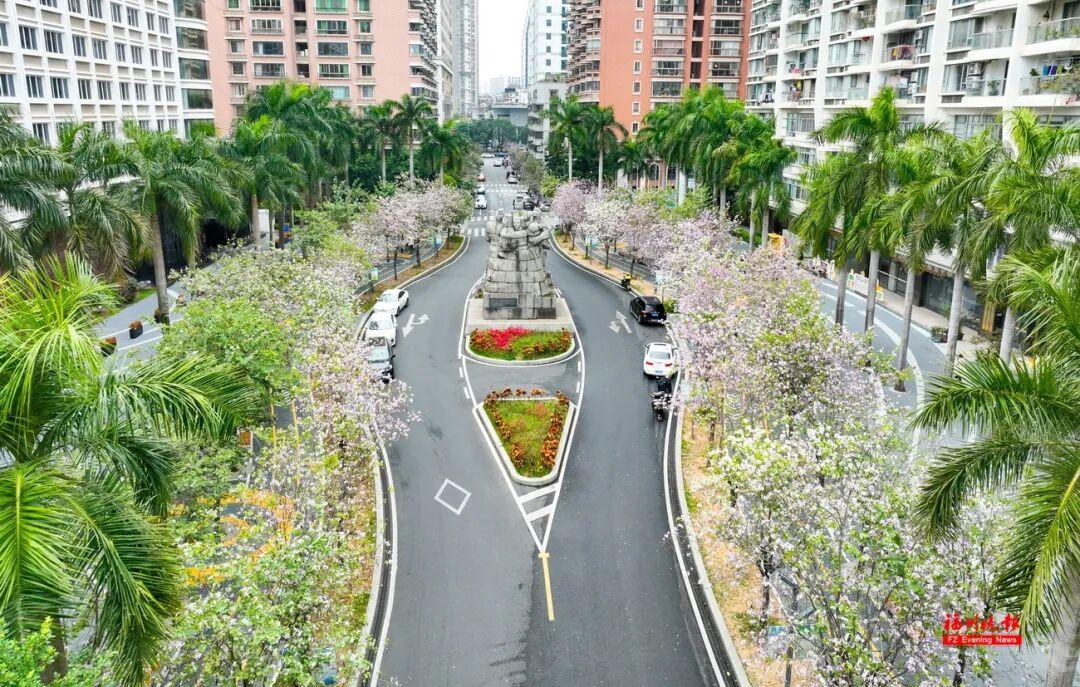 美美美！福州这些地方羊蹄甲开了！快去打卡