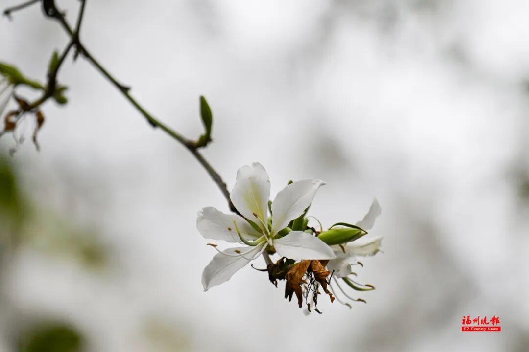 美美美！福州这些地方羊蹄甲开了！快去打卡