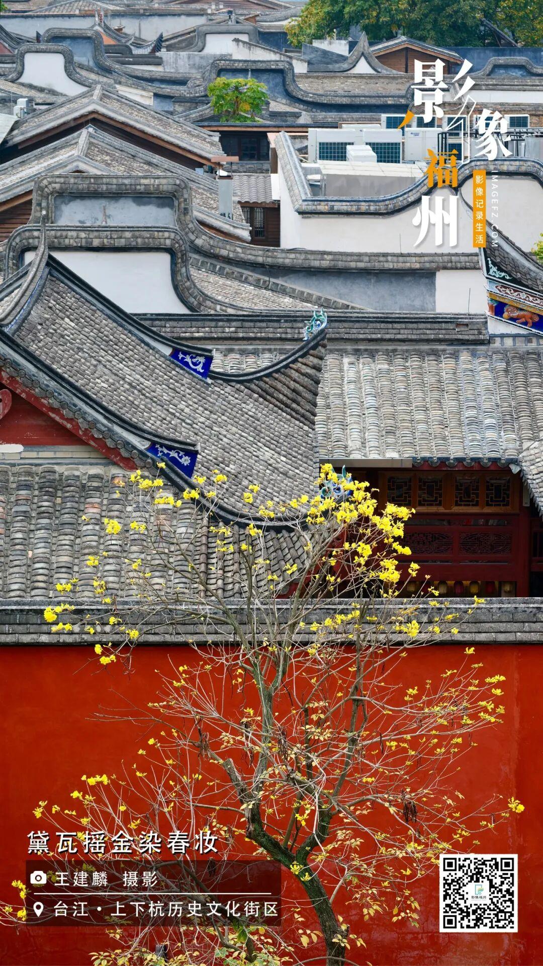 影像福州丨黛瓦摇金染春妆