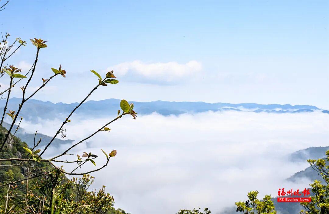 美出天际！鼓岭云海惊艳上线