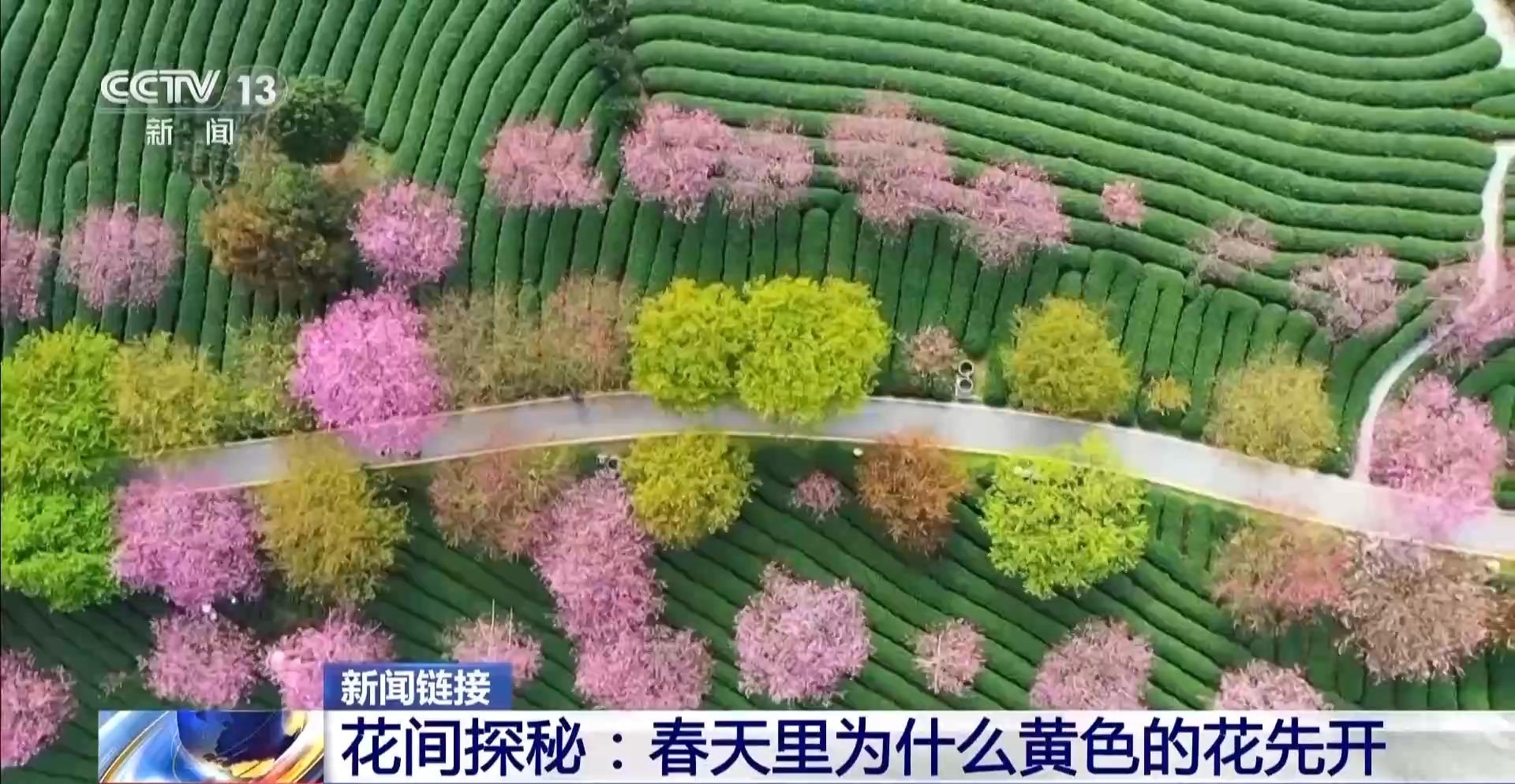 央视关注福州：春天为什么黄色的花先开？四种色素解锁“花色密码”