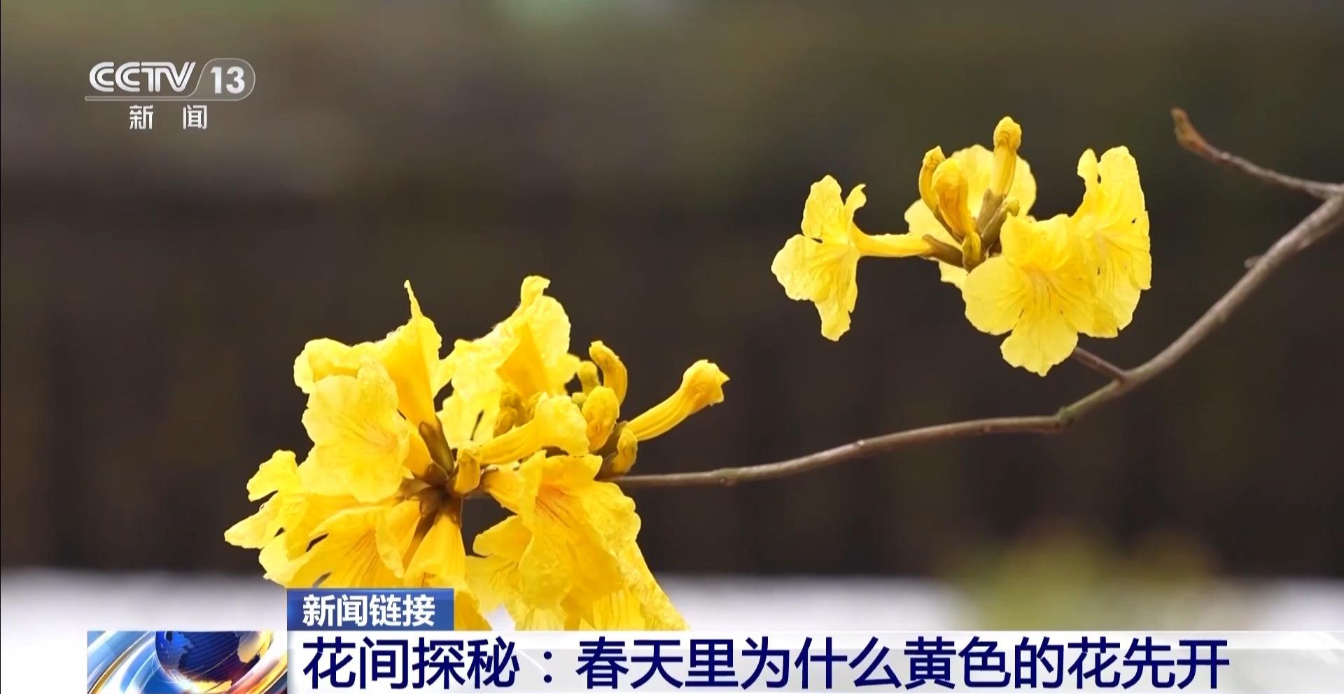 央视关注福州：春天为什么黄色的花先开？四种色素解锁“花色密码”