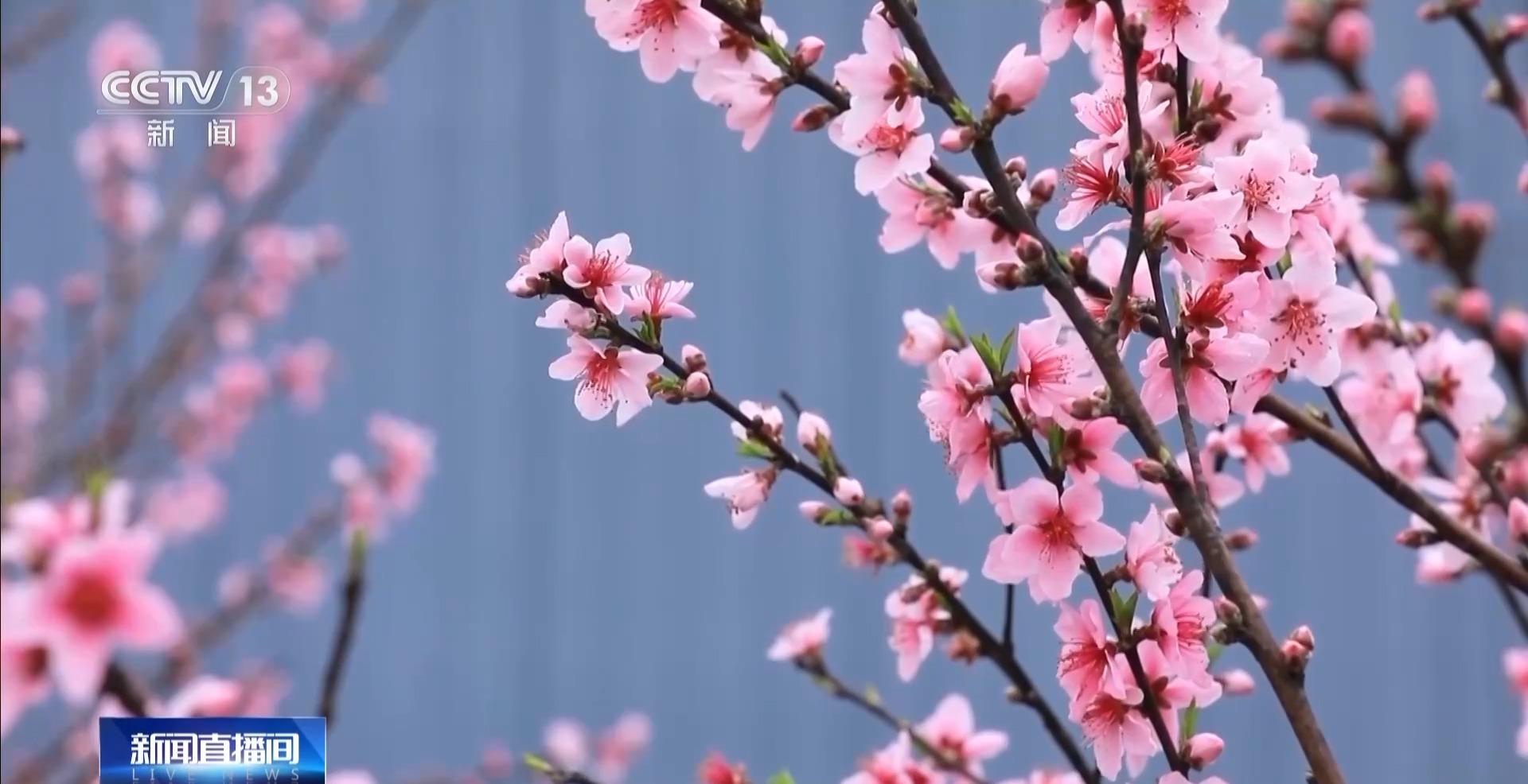 央视关注福州：春天为什么黄色的花先开？四种色素解锁“花色密码”
