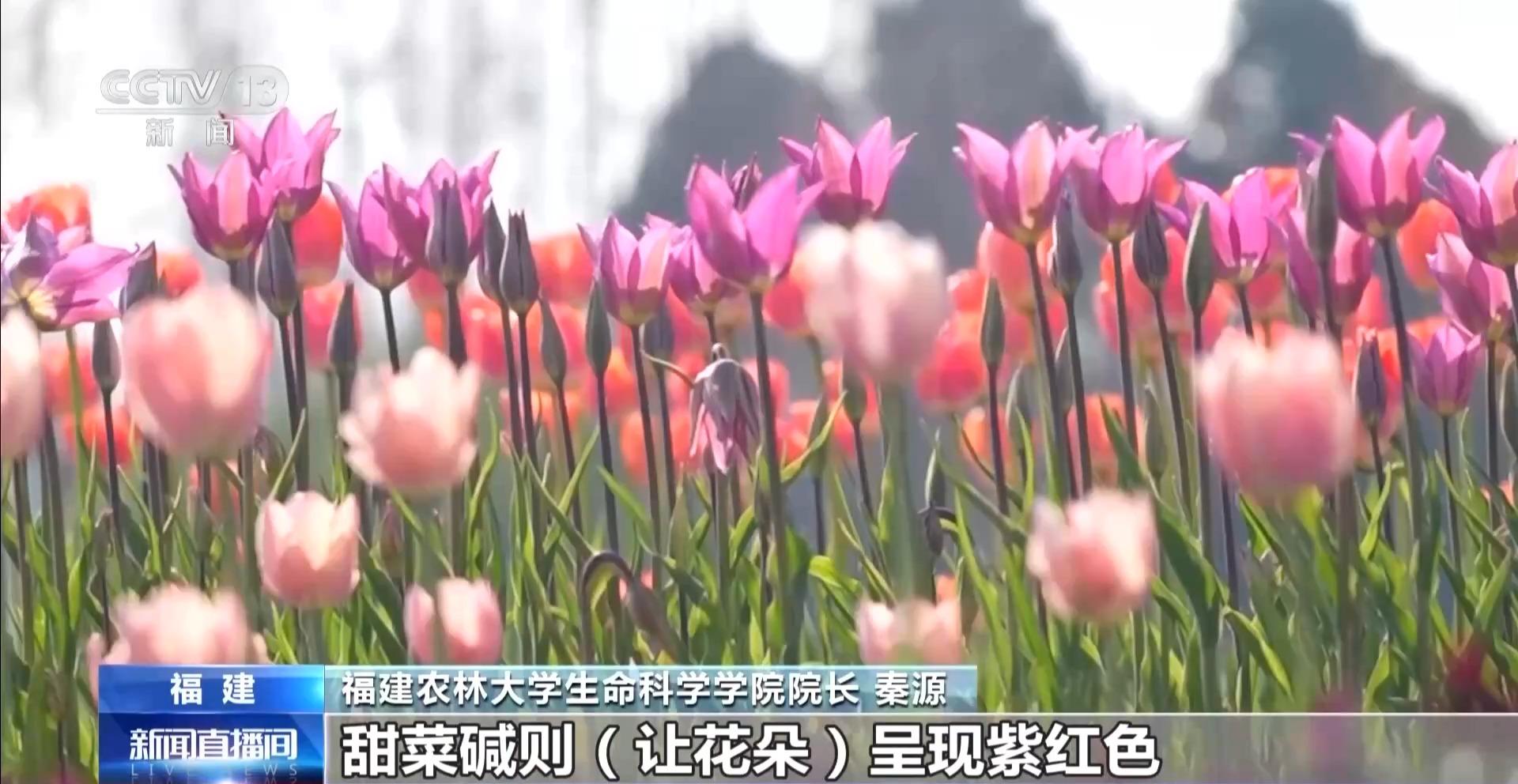 央视关注福州：春天为什么黄色的花先开？四种色素解锁“花色密码”