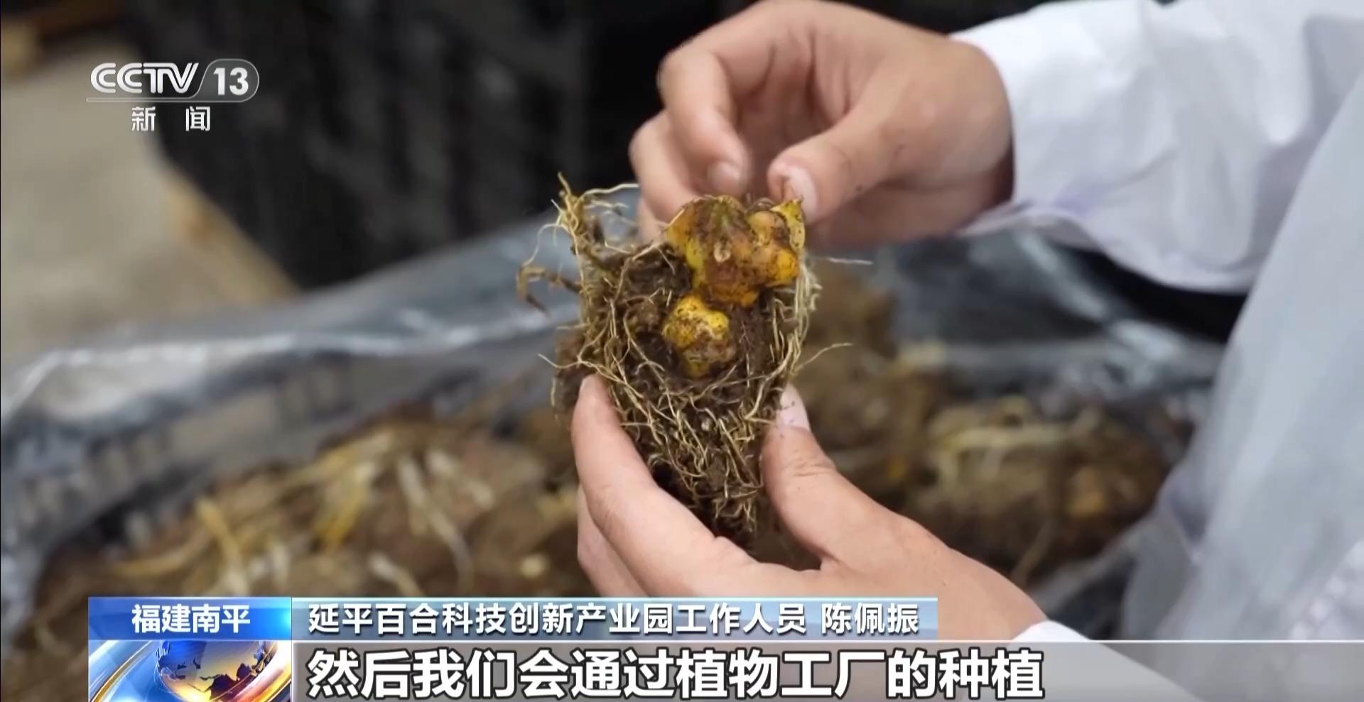 央视关注福州：春天为什么黄色的花先开？四种色素解锁“花色密码”