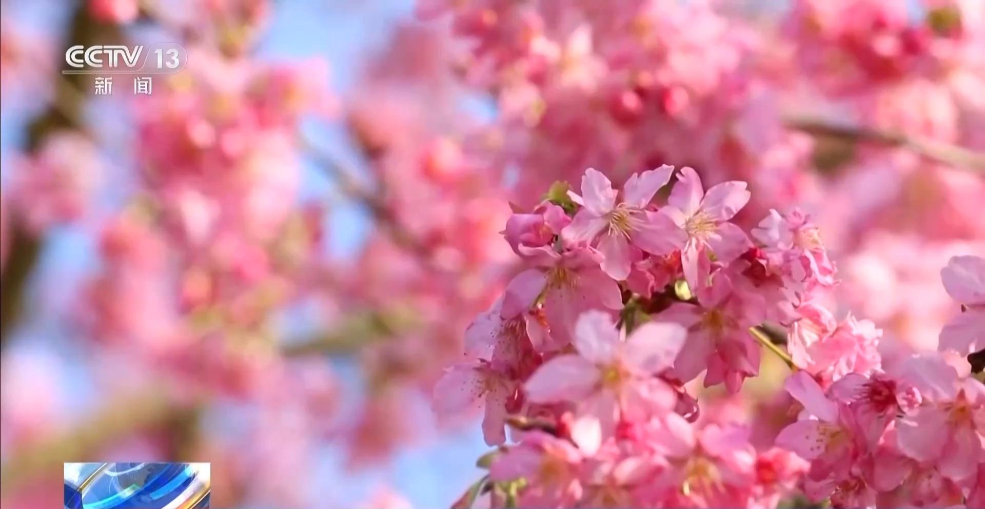 央视关注福州：春天为什么黄色的花先开？四种色素解锁“花色密码”
