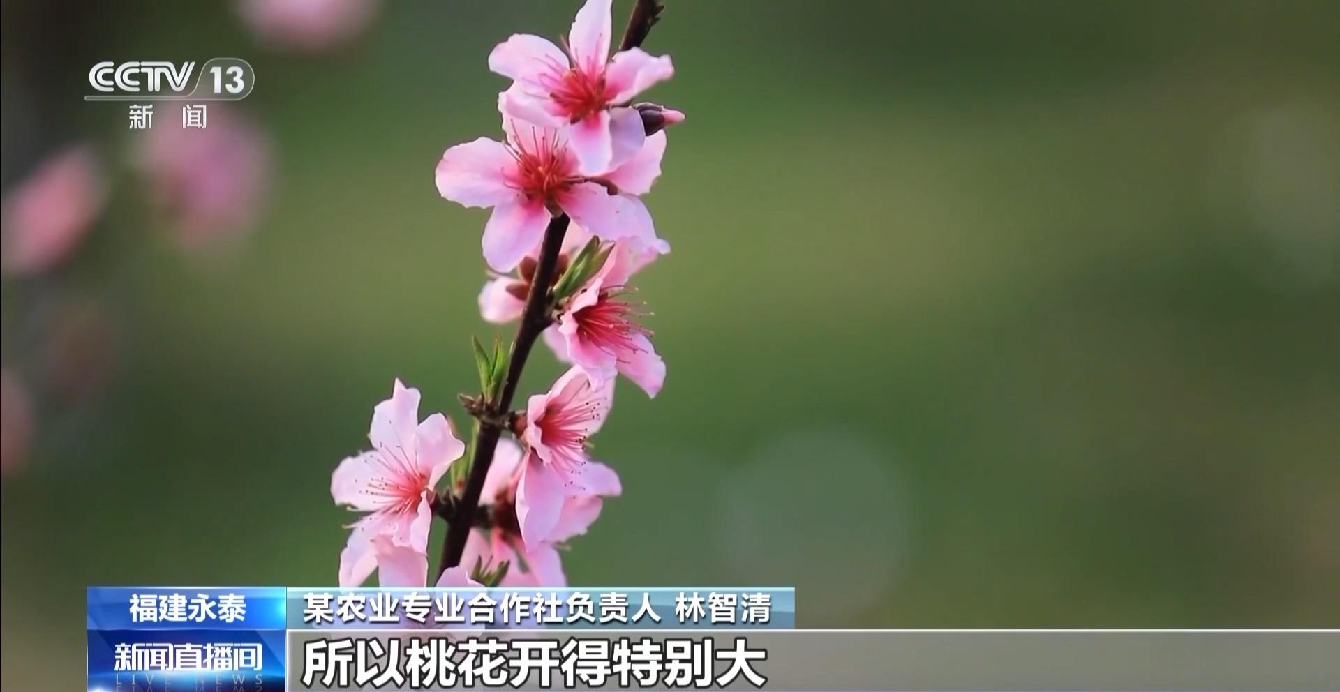 央视关注福州：春天为什么黄色的花先开？四种色素解锁“花色密码”