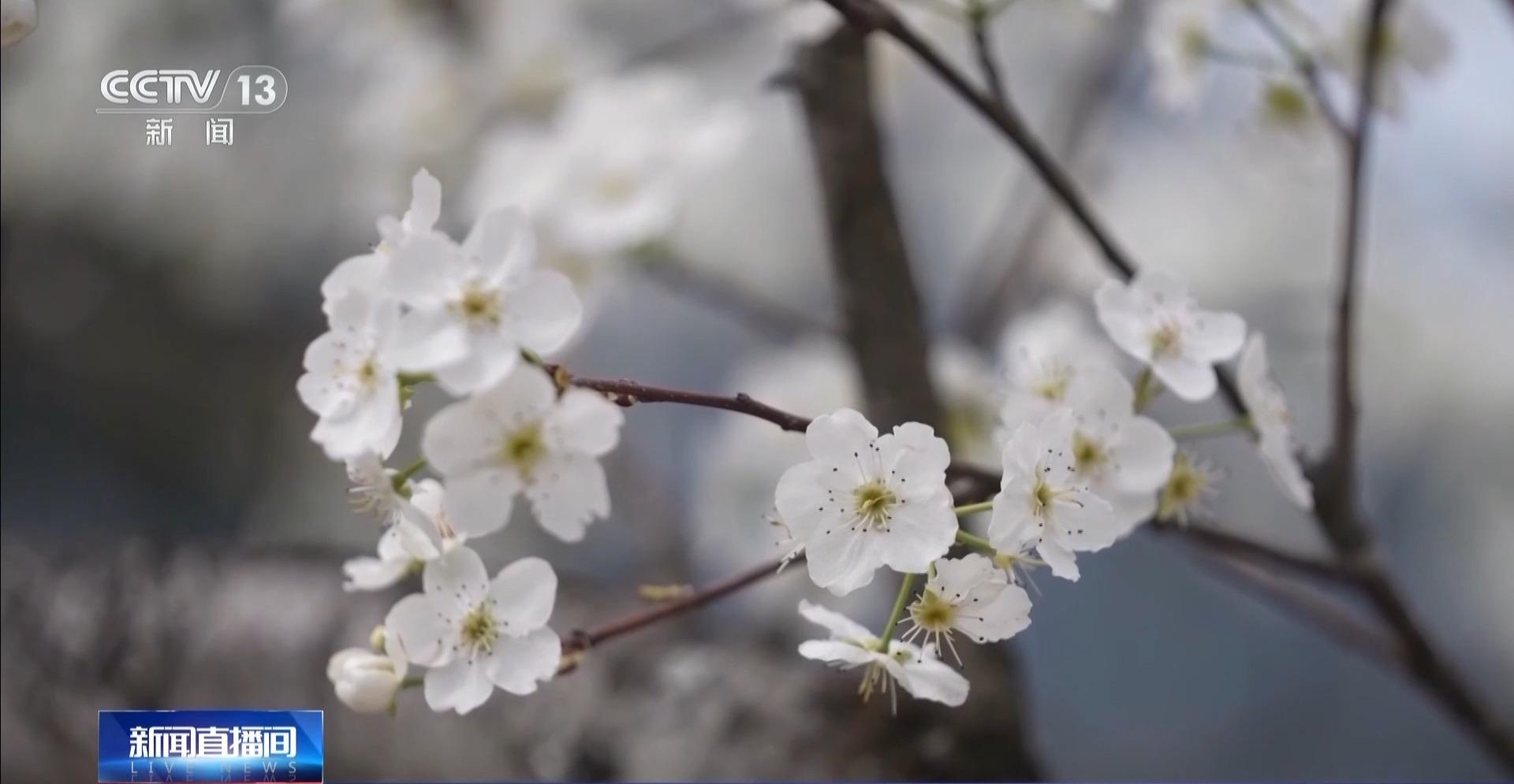 央视关注福州：春天为什么黄色的花先开？四种色素解锁“花色密码”