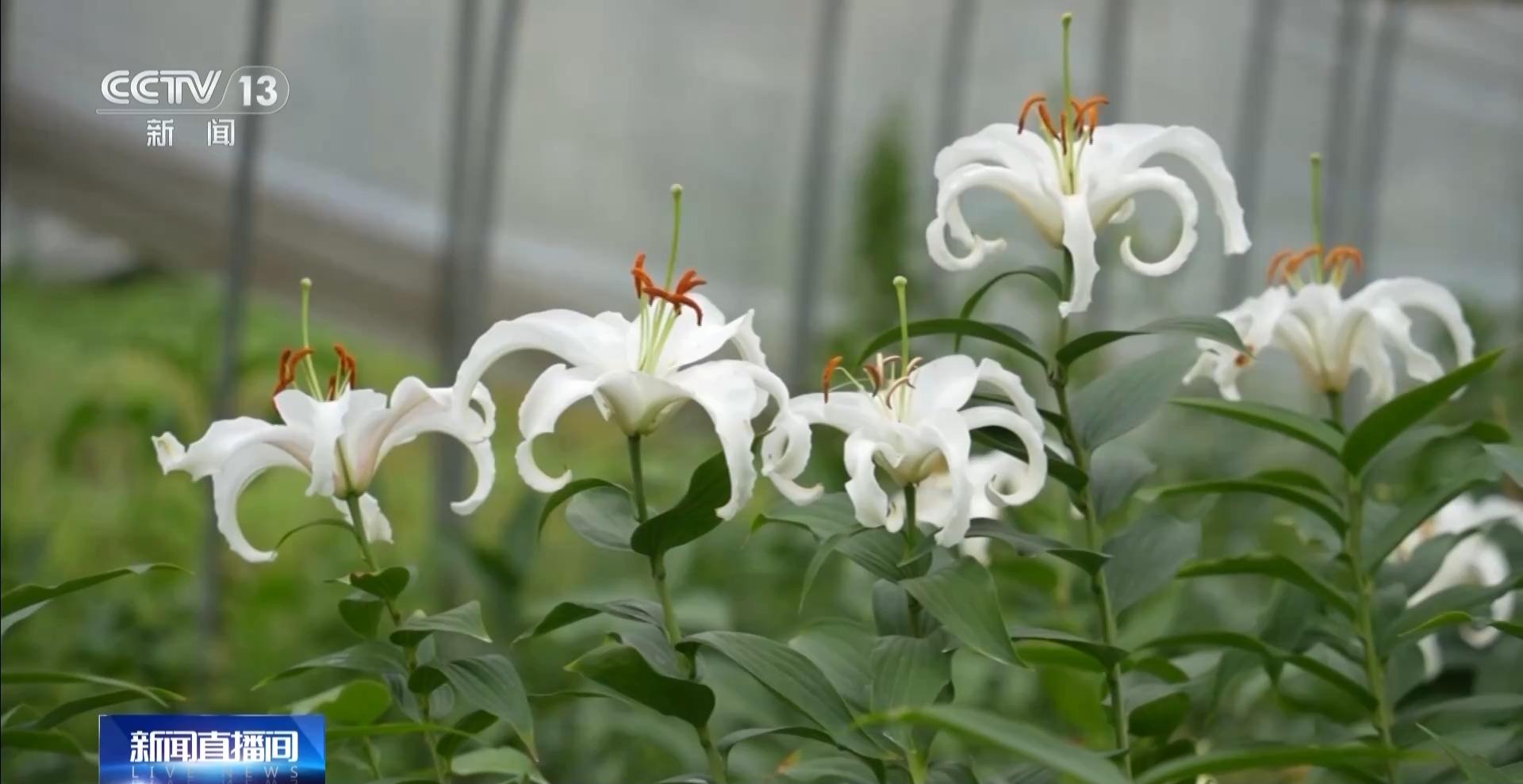 央视关注福州：春天为什么黄色的花先开？四种色素解锁“花色密码”