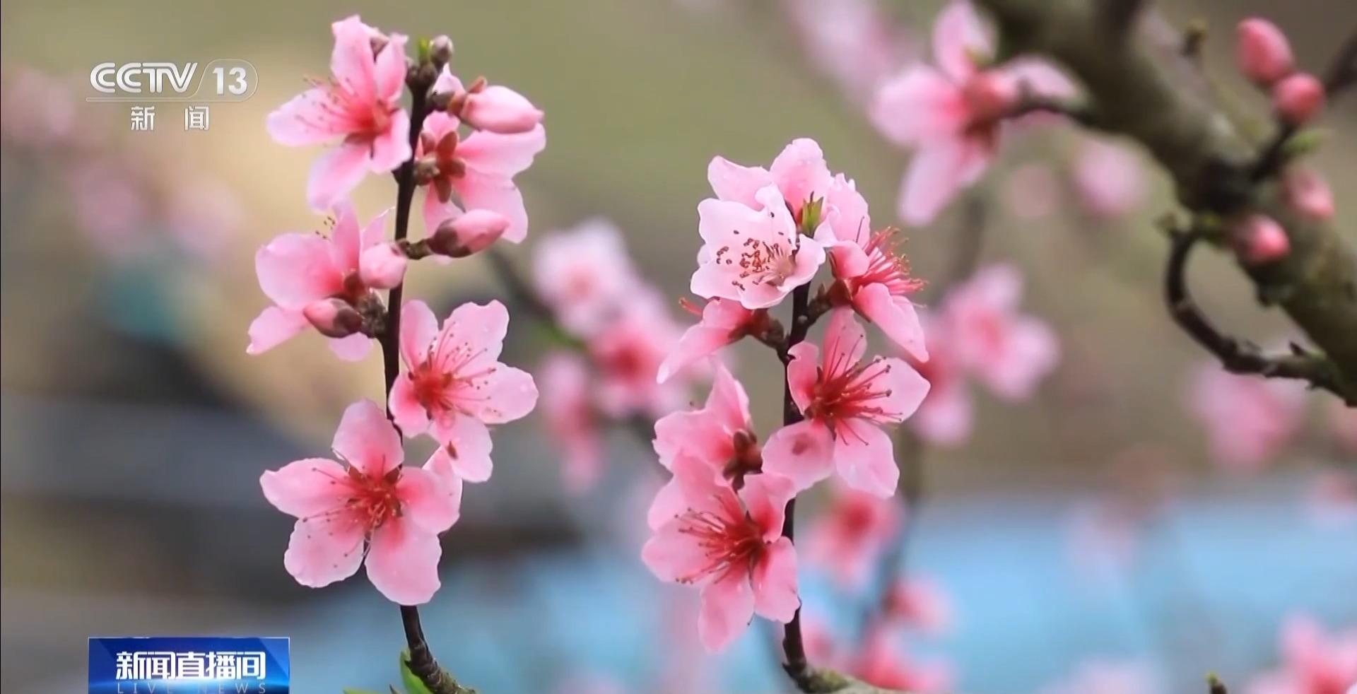 央视关注福州：春天为什么黄色的花先开？四种色素解锁“花色密码”